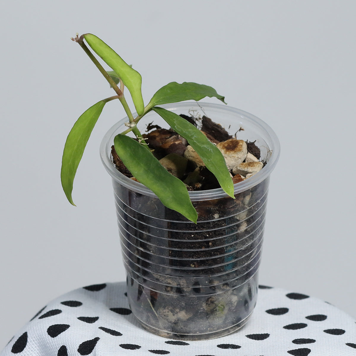Dischidia singularis