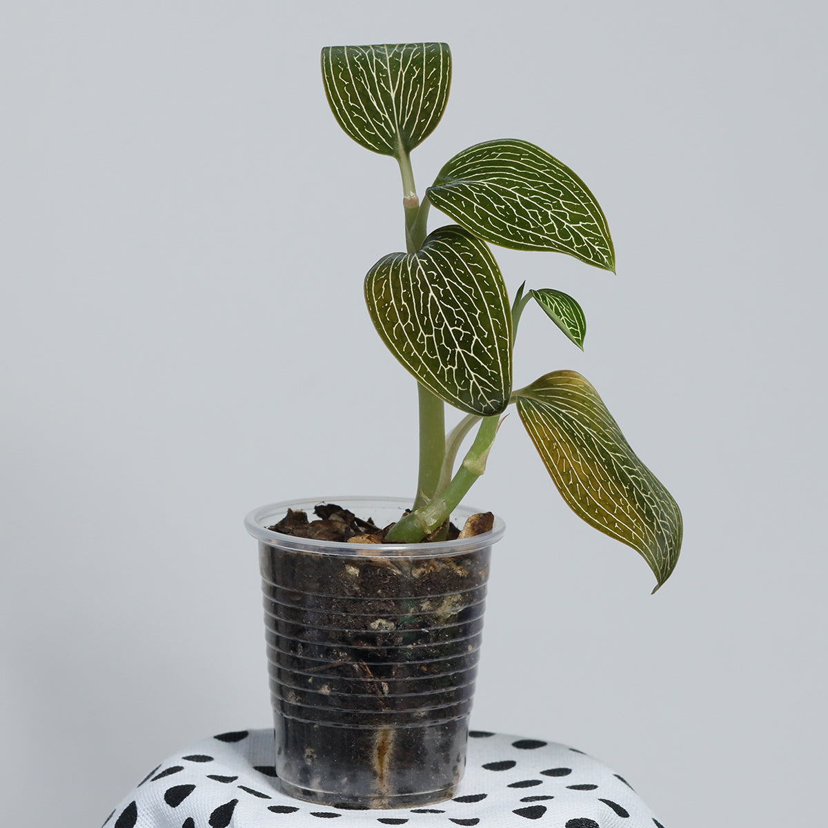 Ludisia (green, net veins)