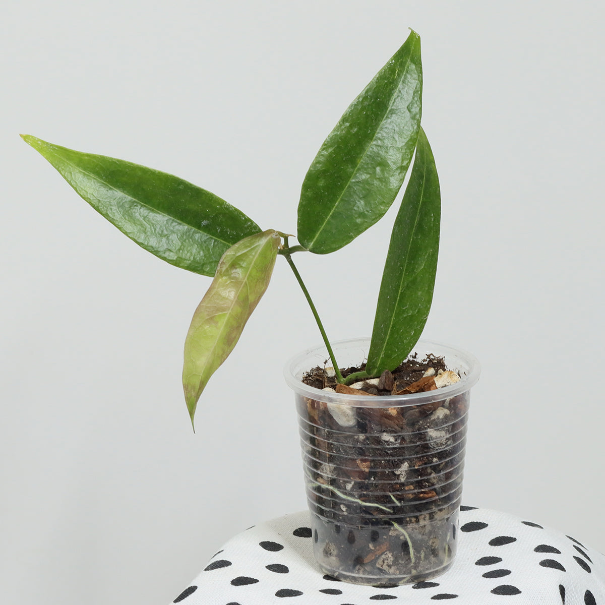 Hoya dennisii