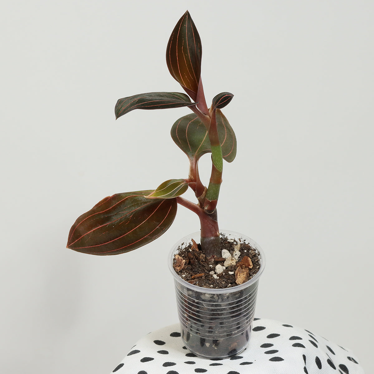 Ludisia discolor 'Red Strip'