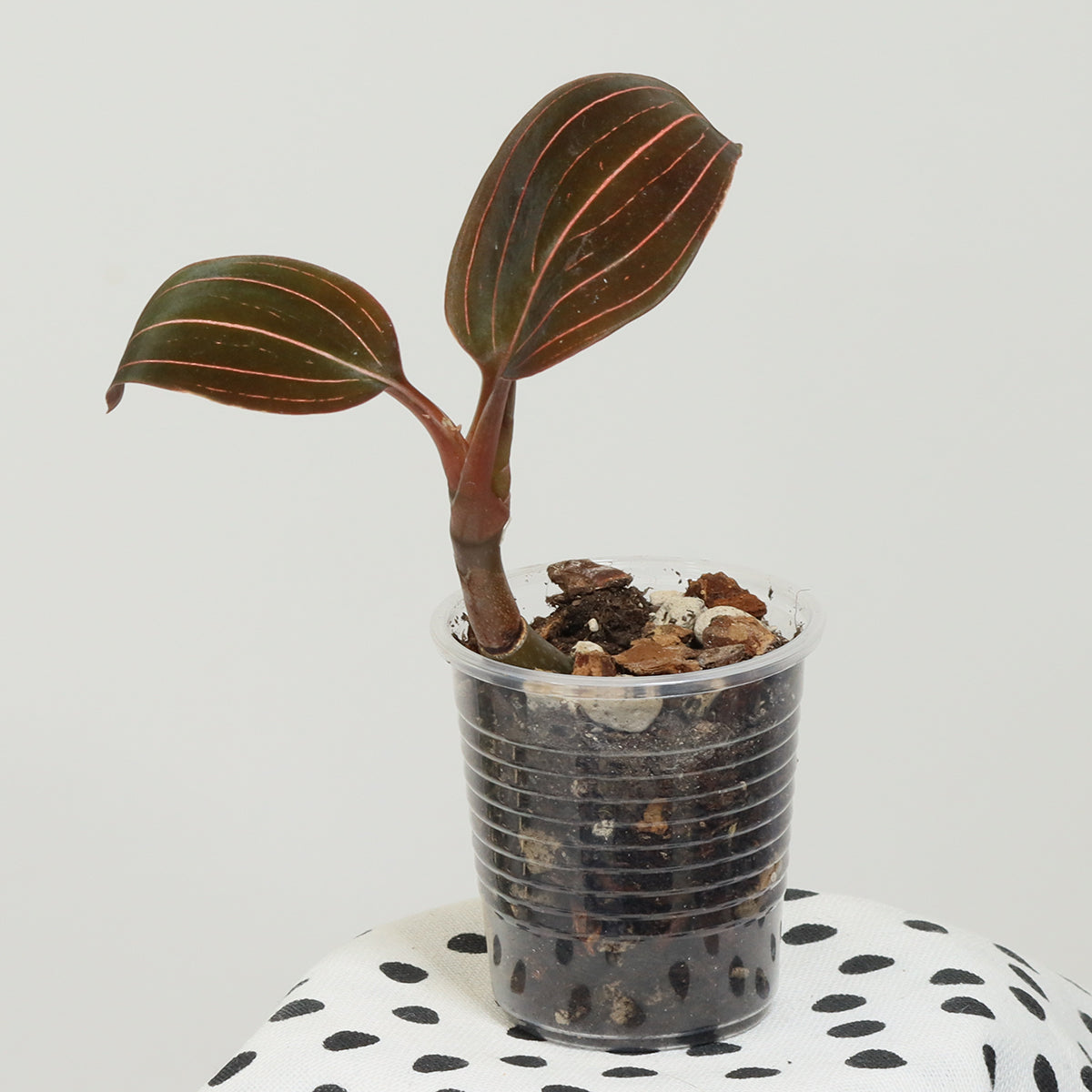 Ludisia discolor 'Red Strip'