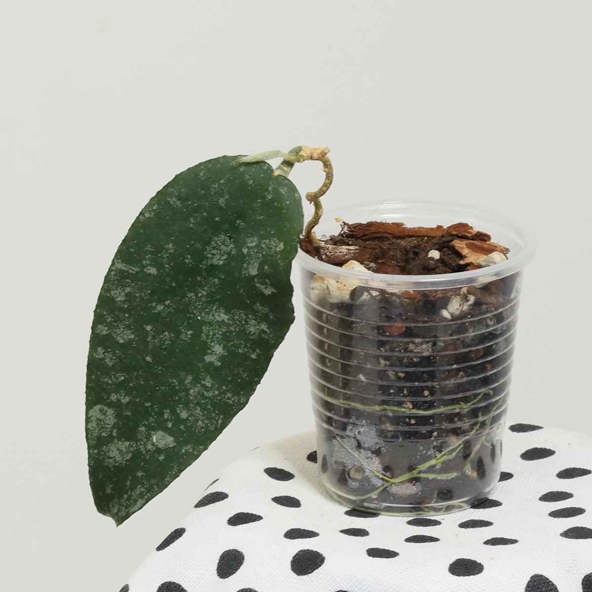 Hoya caudata (Ketambe, Sumatra, TN99-008)