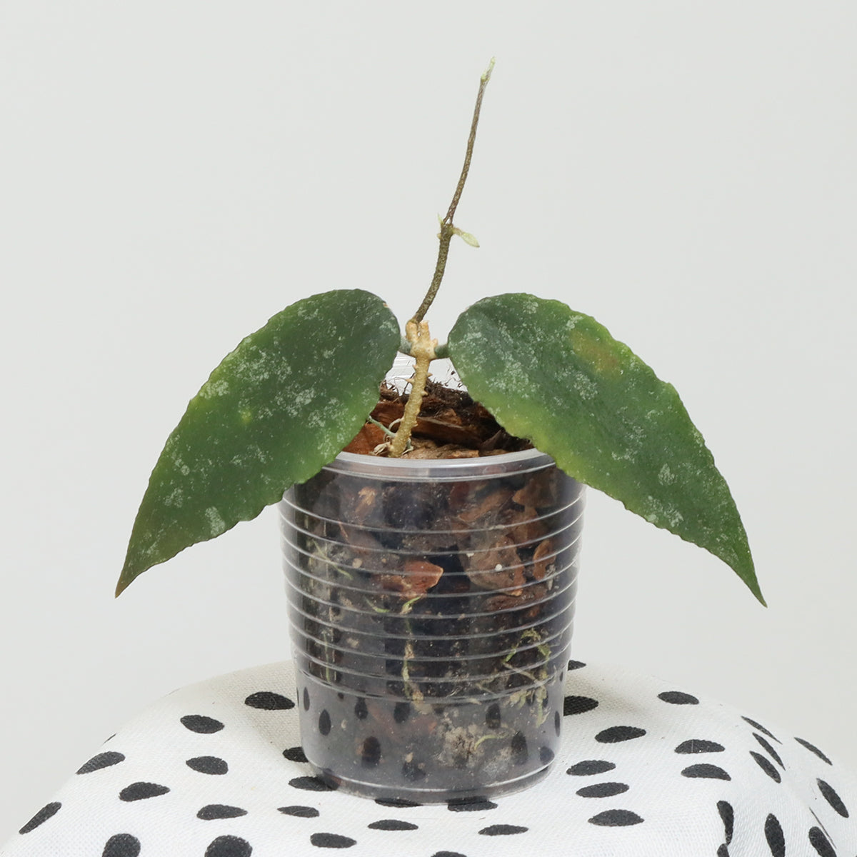 Hoya caudata (TN99-006, Sumatra)