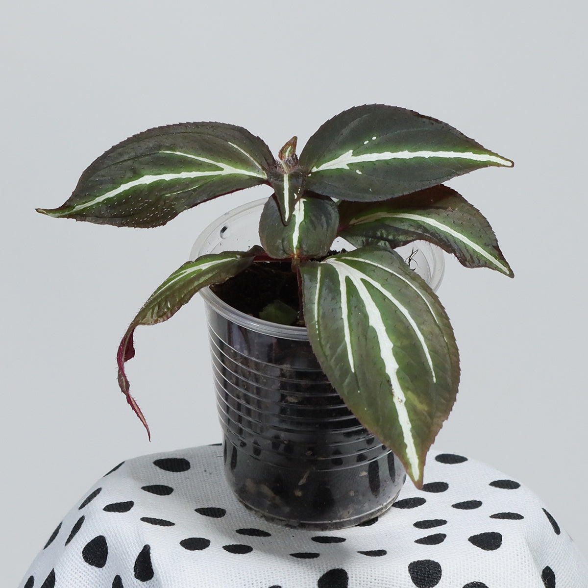 Sonerila sp. (Flourescent Three Stripes)