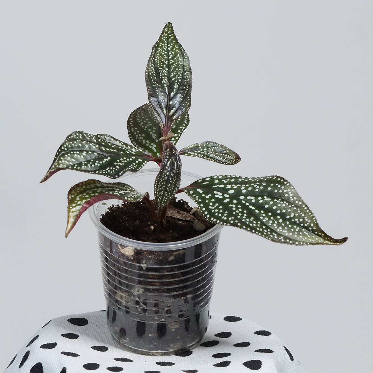 Sonerlia sp. (Magneta)