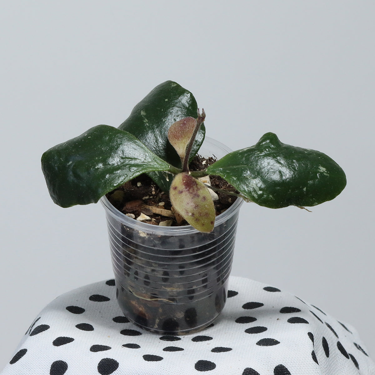 Hoya isabelchanae (7-35, GPS 10161)