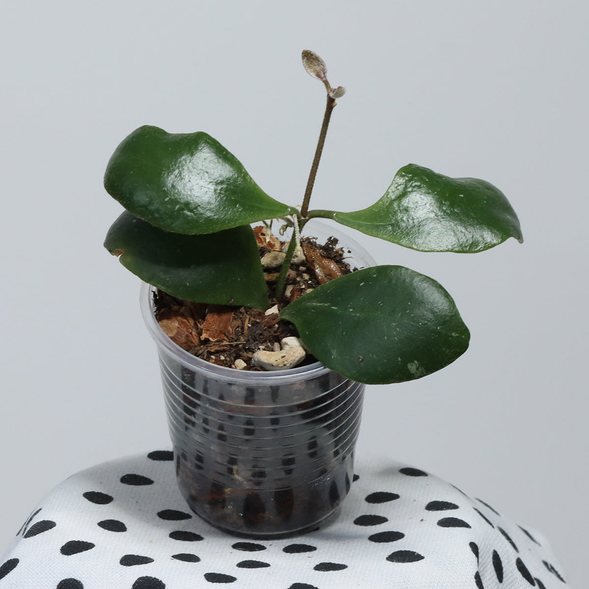 Hoya isabelchanae (7-35, GPS 10161)