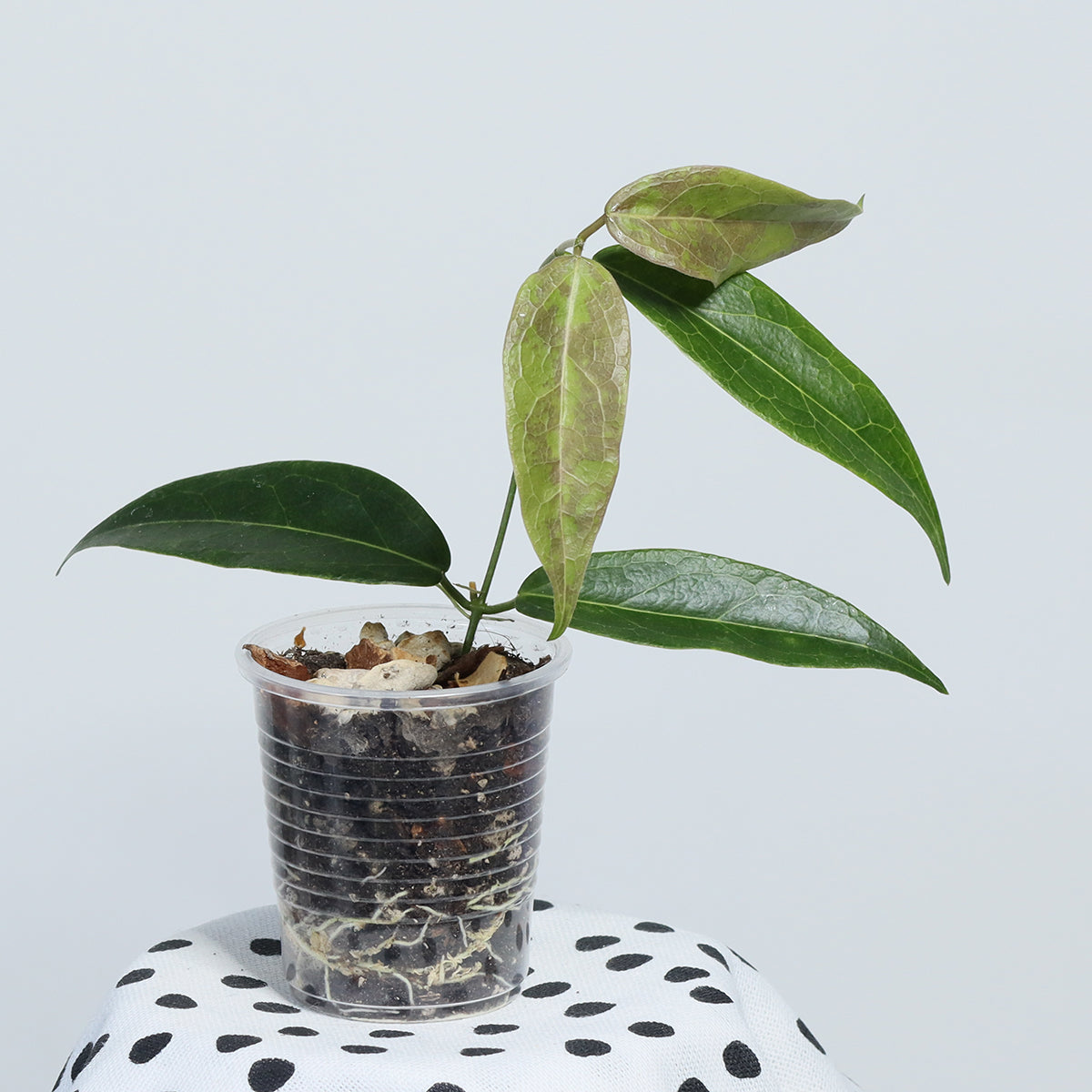 Hoya dennisii