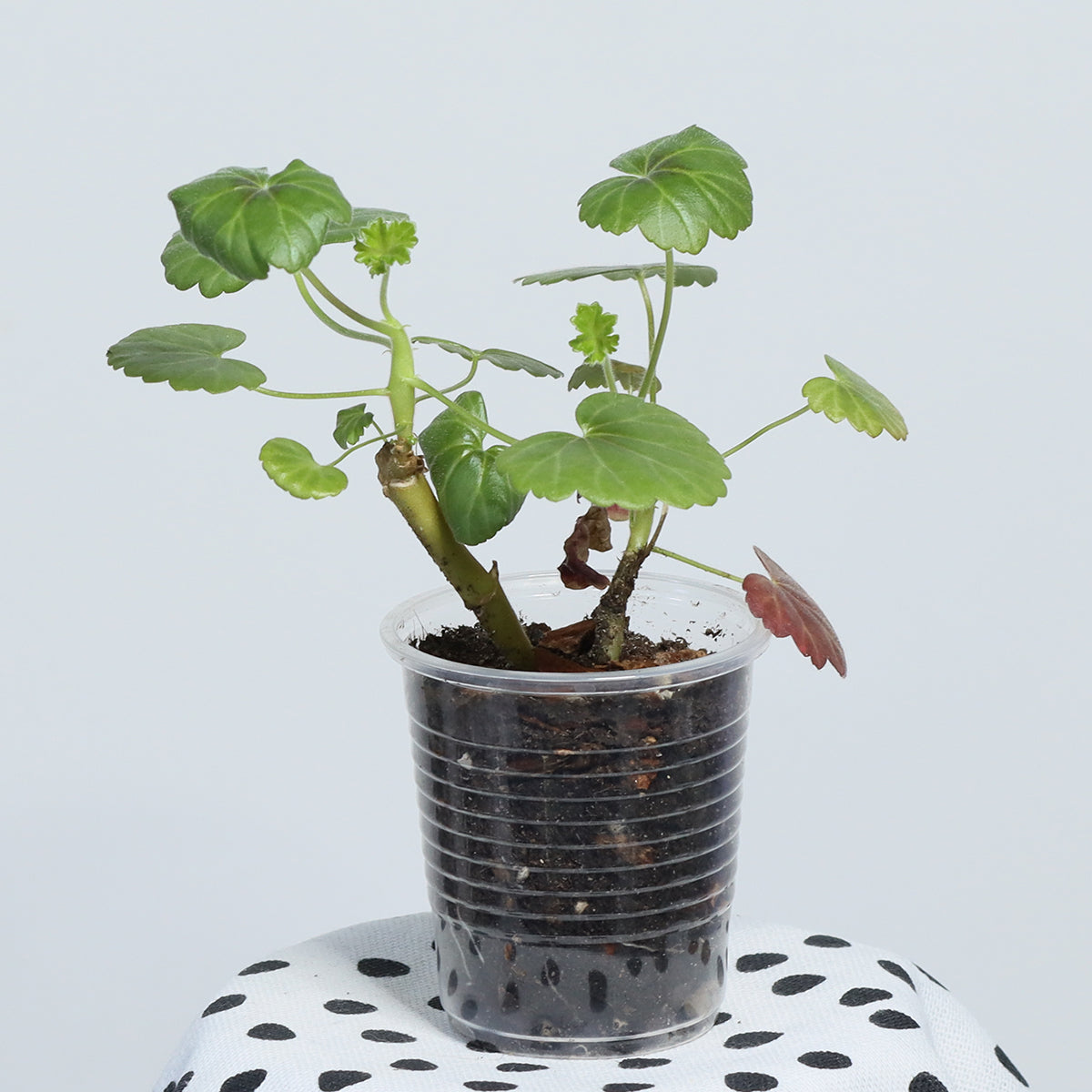 Pelargonium ’Steffens Blackie’