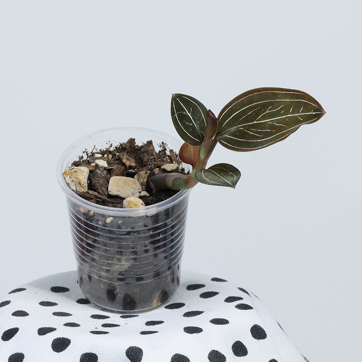 Ludochilus 'Sea Turtle'