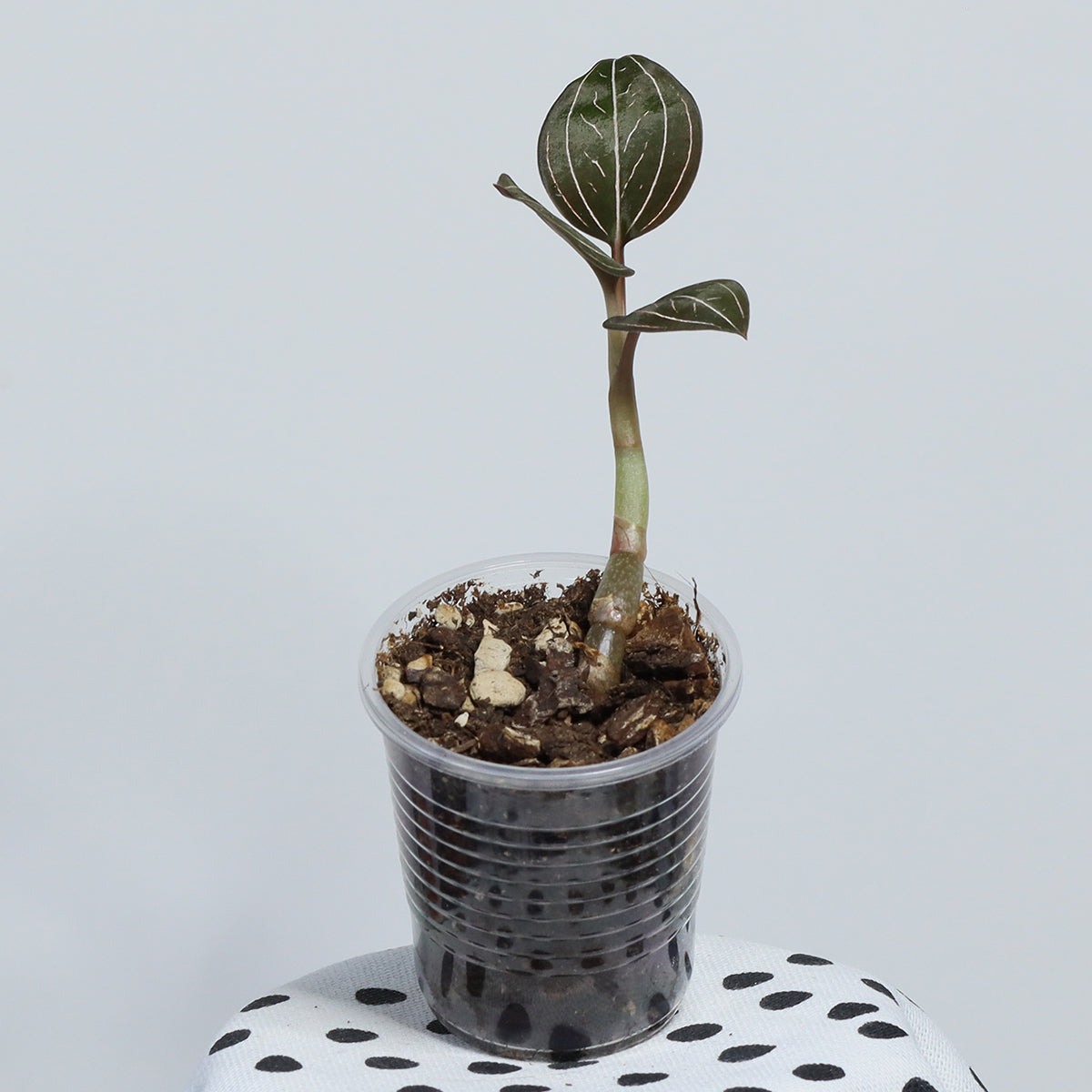 Ludochilus 'Sea Turtle'