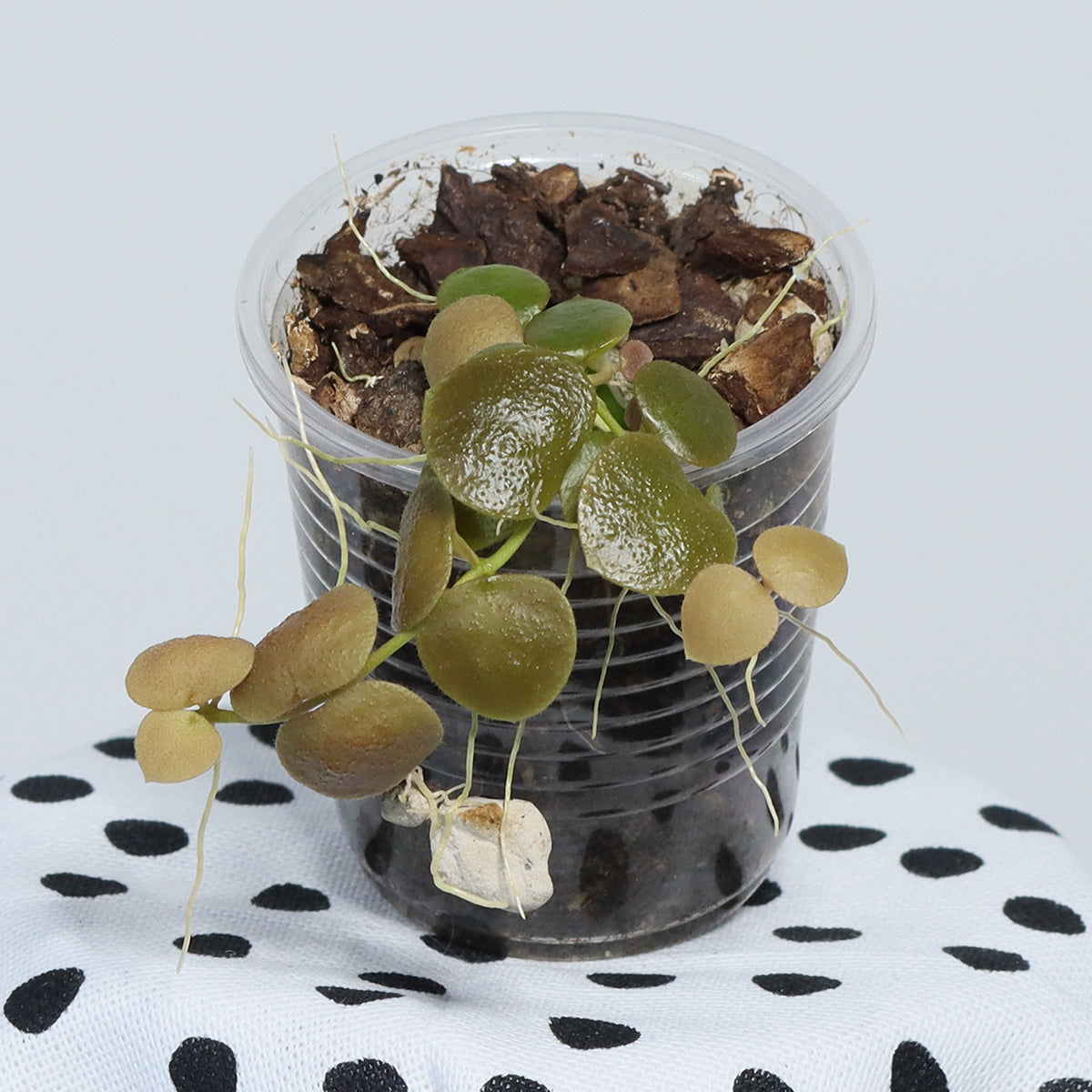 Dischidia cochleata (Kalsel)