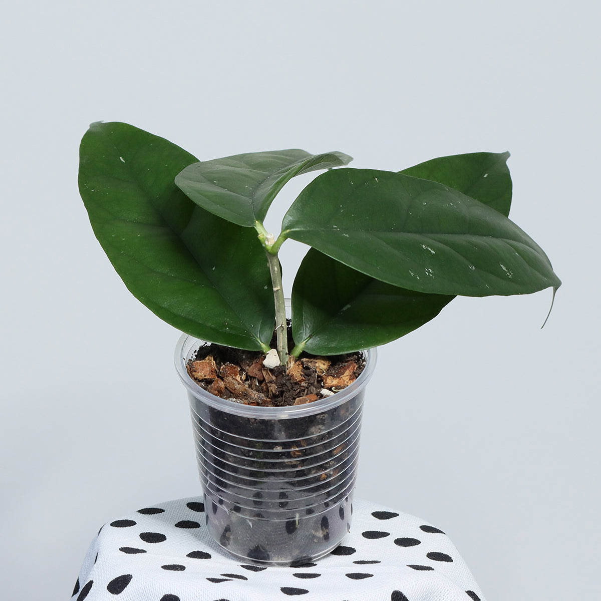 Hoya danumensis ssp. danumensis