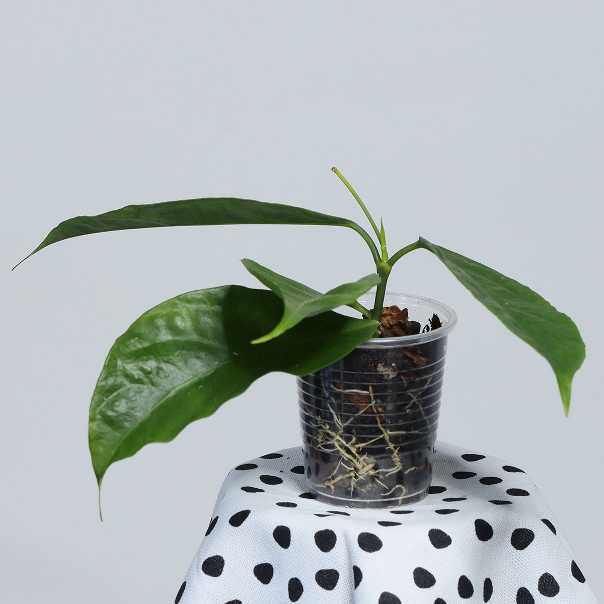 Hoya lasiantha (syn. praetorii)