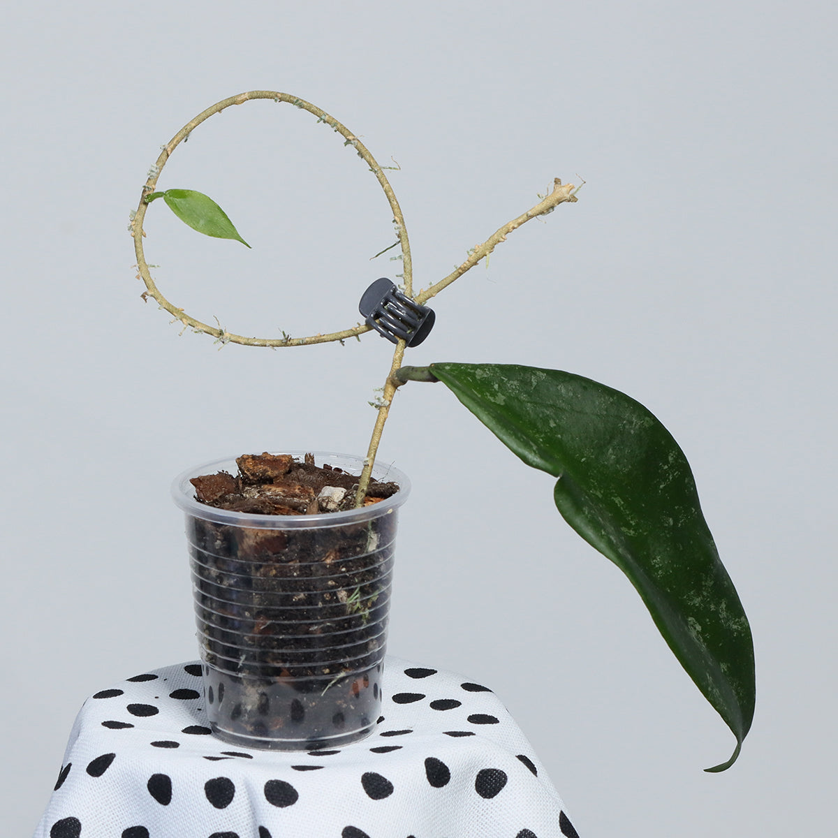Hoya caudata (yellow flower)
