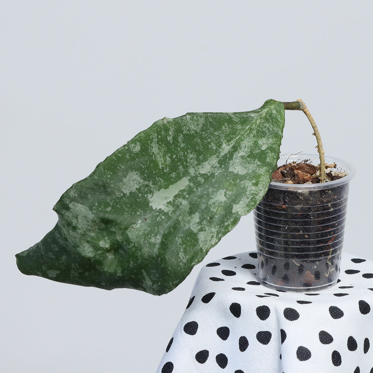 Hoya caudata (yellow flower)