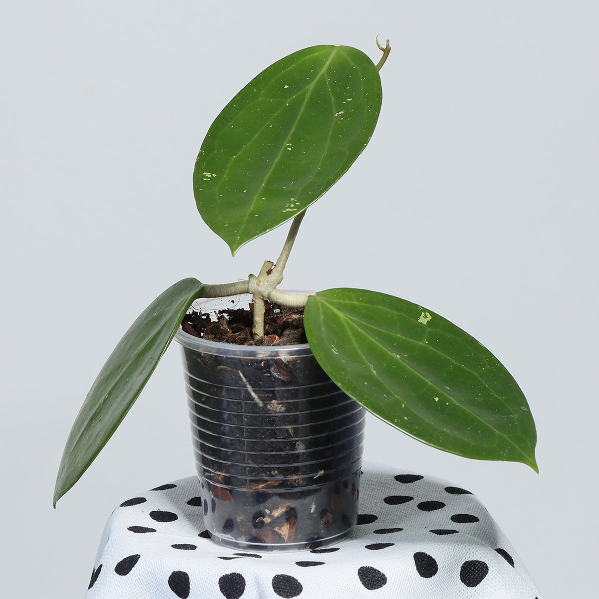 Hoya BP01