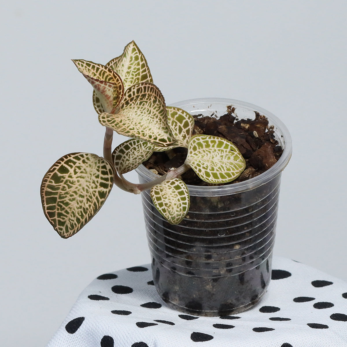 Anoectochilus Hybrid