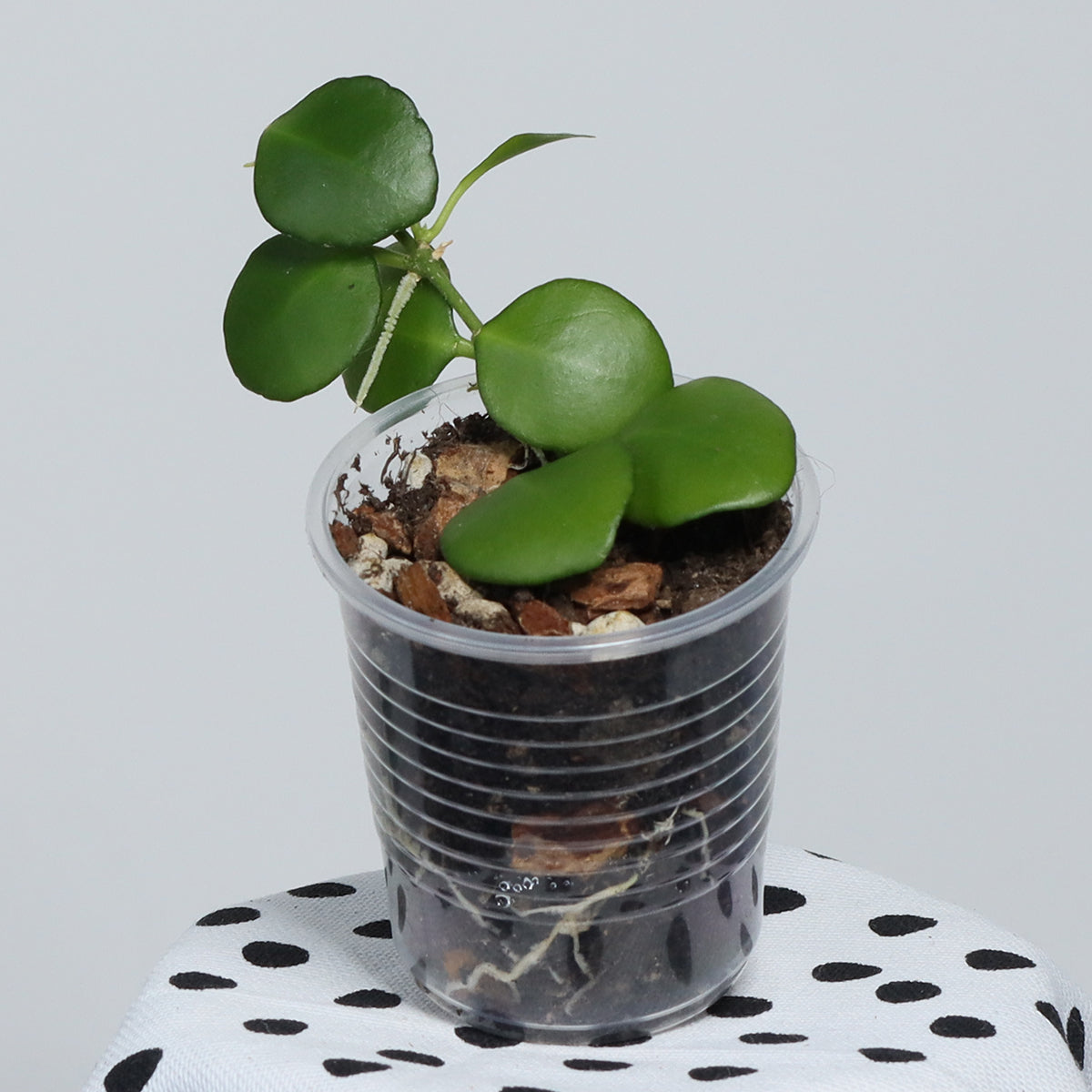 Hoya heuschkeliana ssp. heuschkeliana (rosa blommor)
