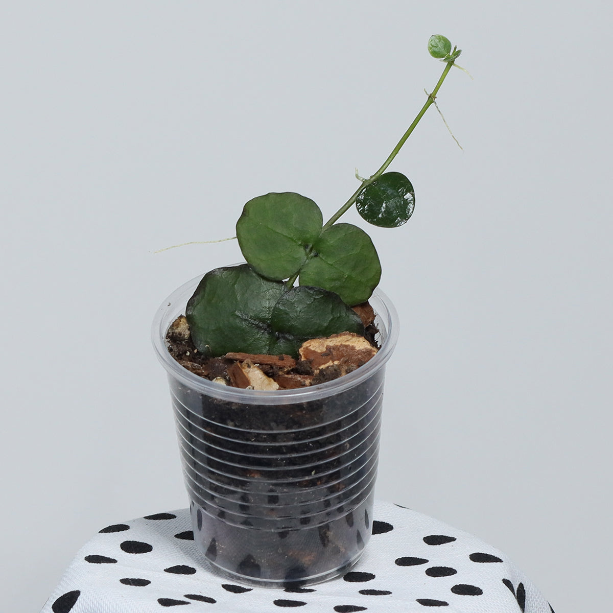 Dischidia imbricata (Java)