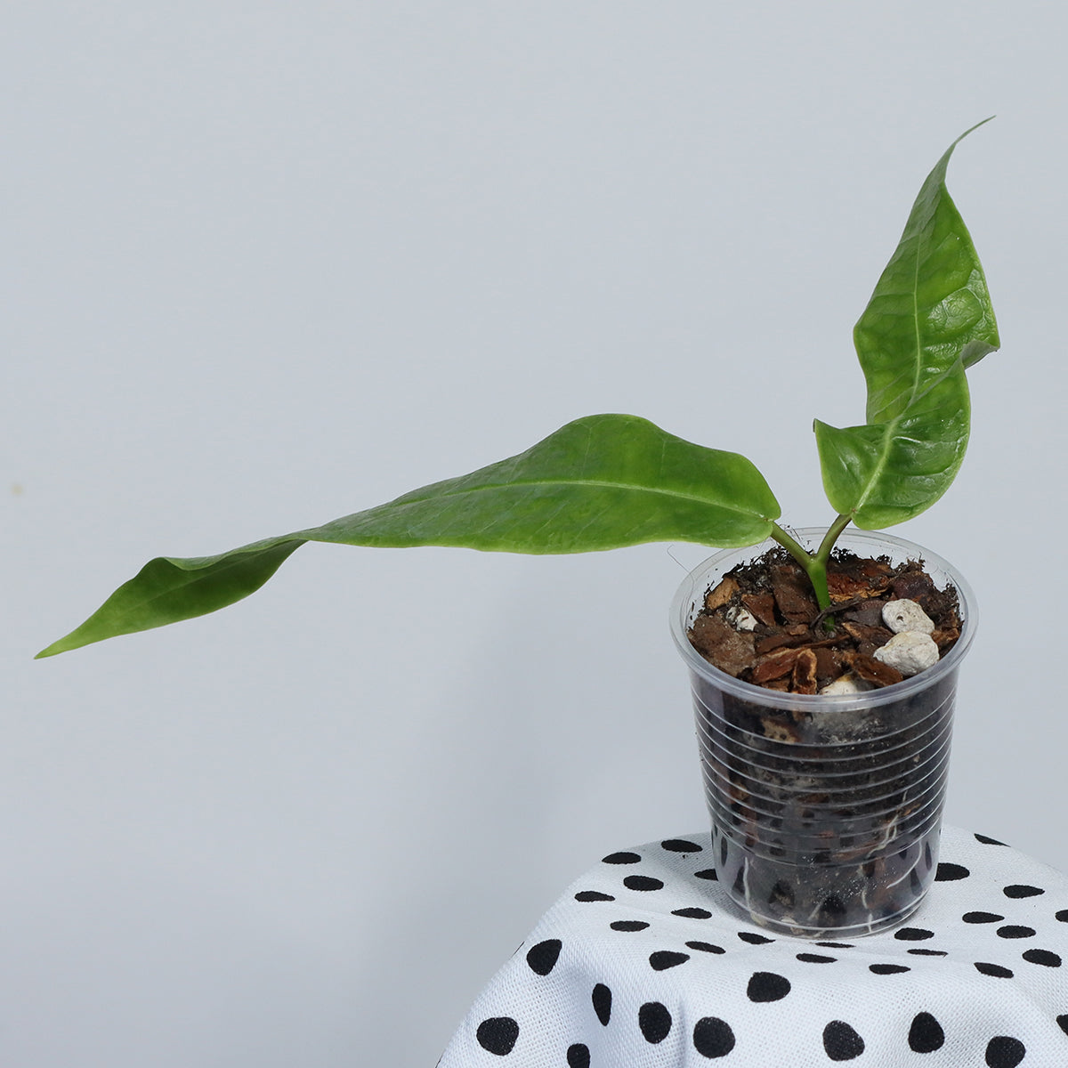 Hoya surisana