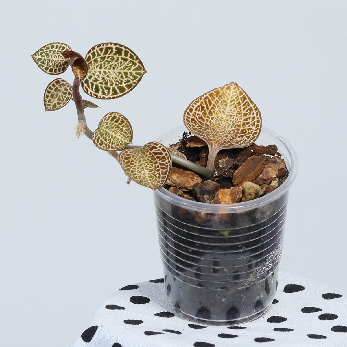 Anoectochilus Hybrid