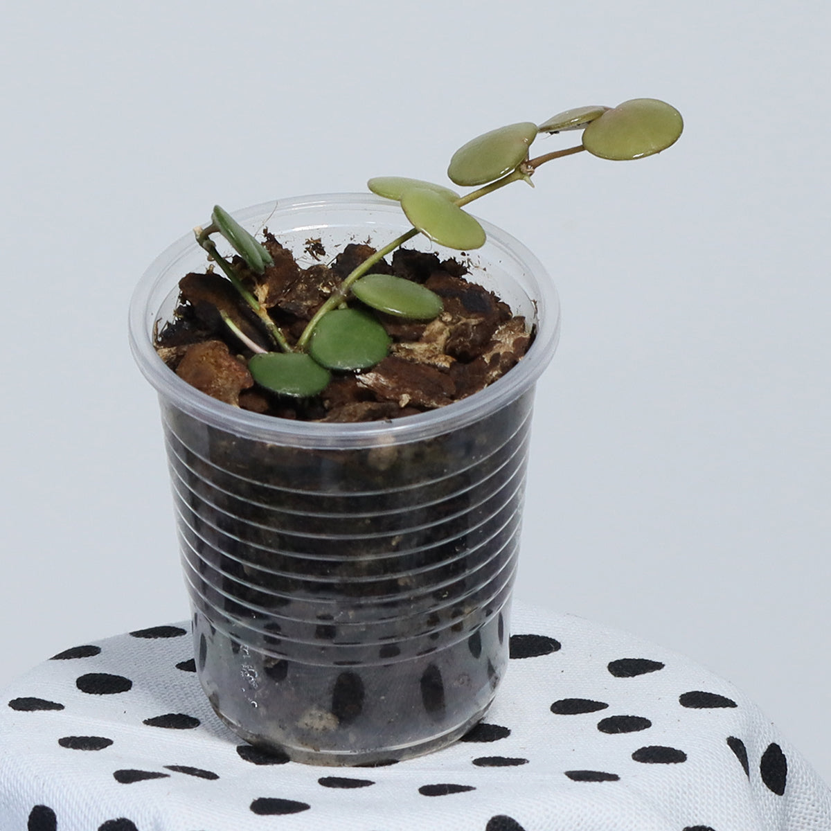 Hoya peltata