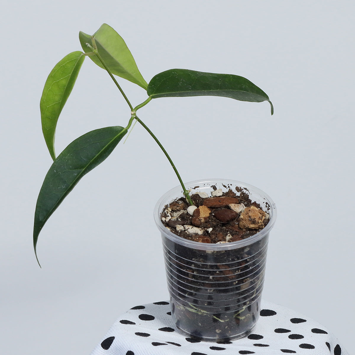 Hoya dennisii