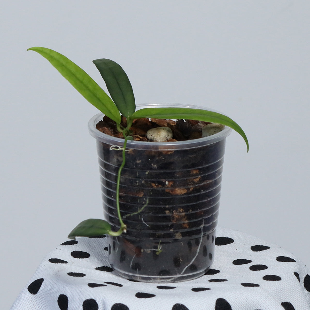 Dischidia sp. Kalbar
