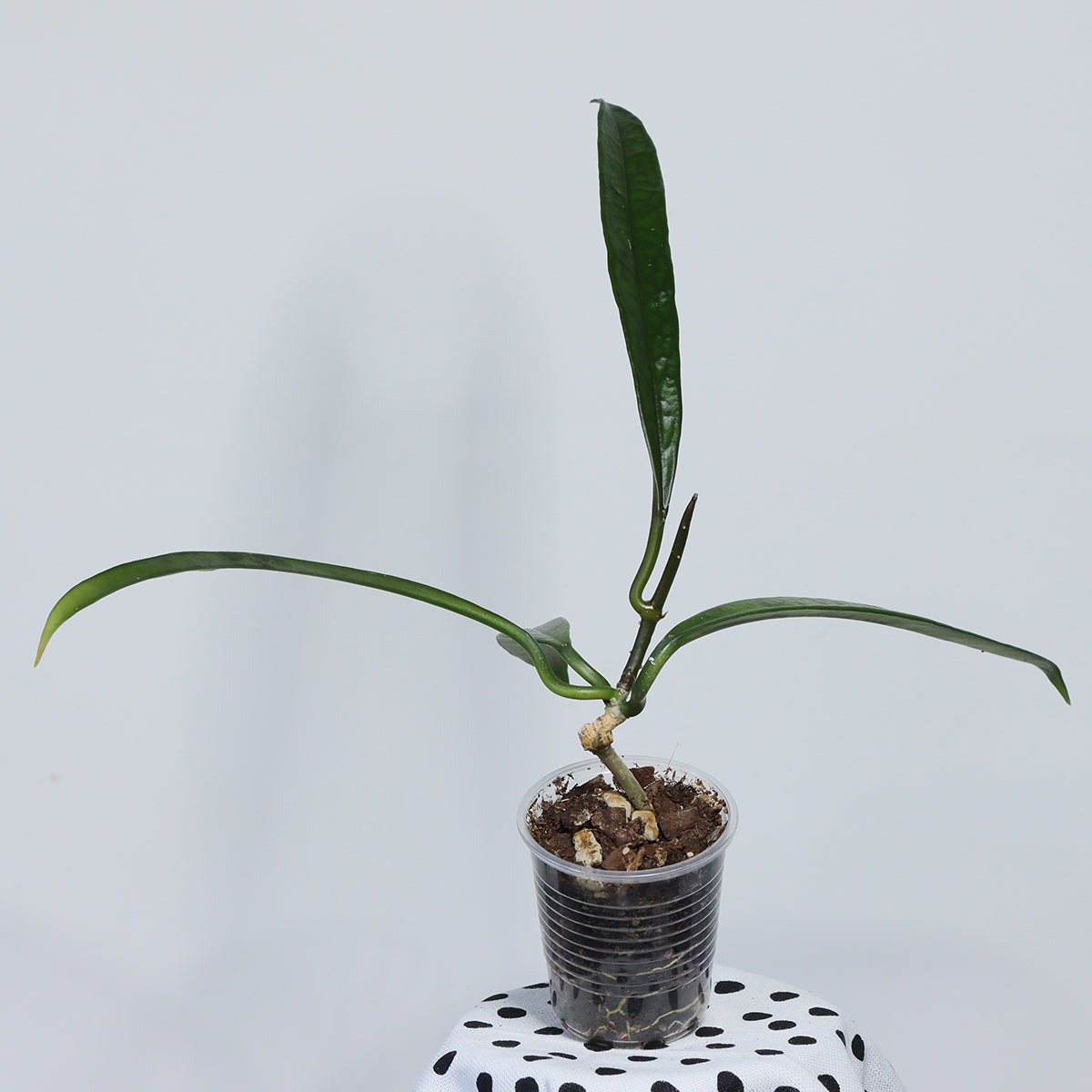 Hoya griffithii (LT08-024)
