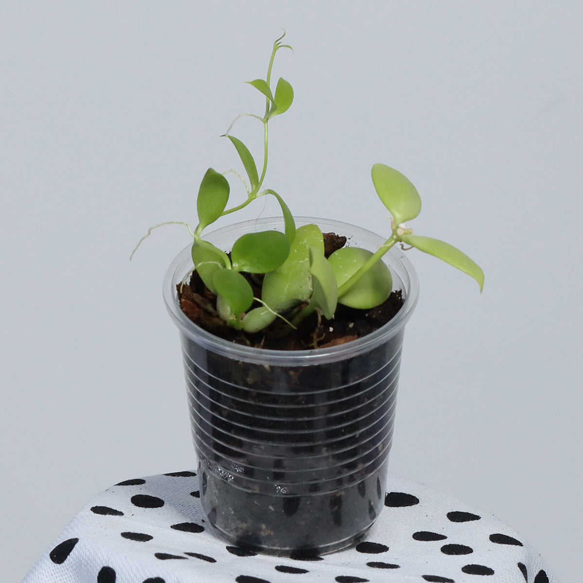 Dischidia vidalii
