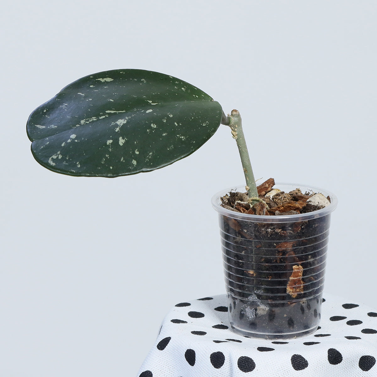 Hoya obovata