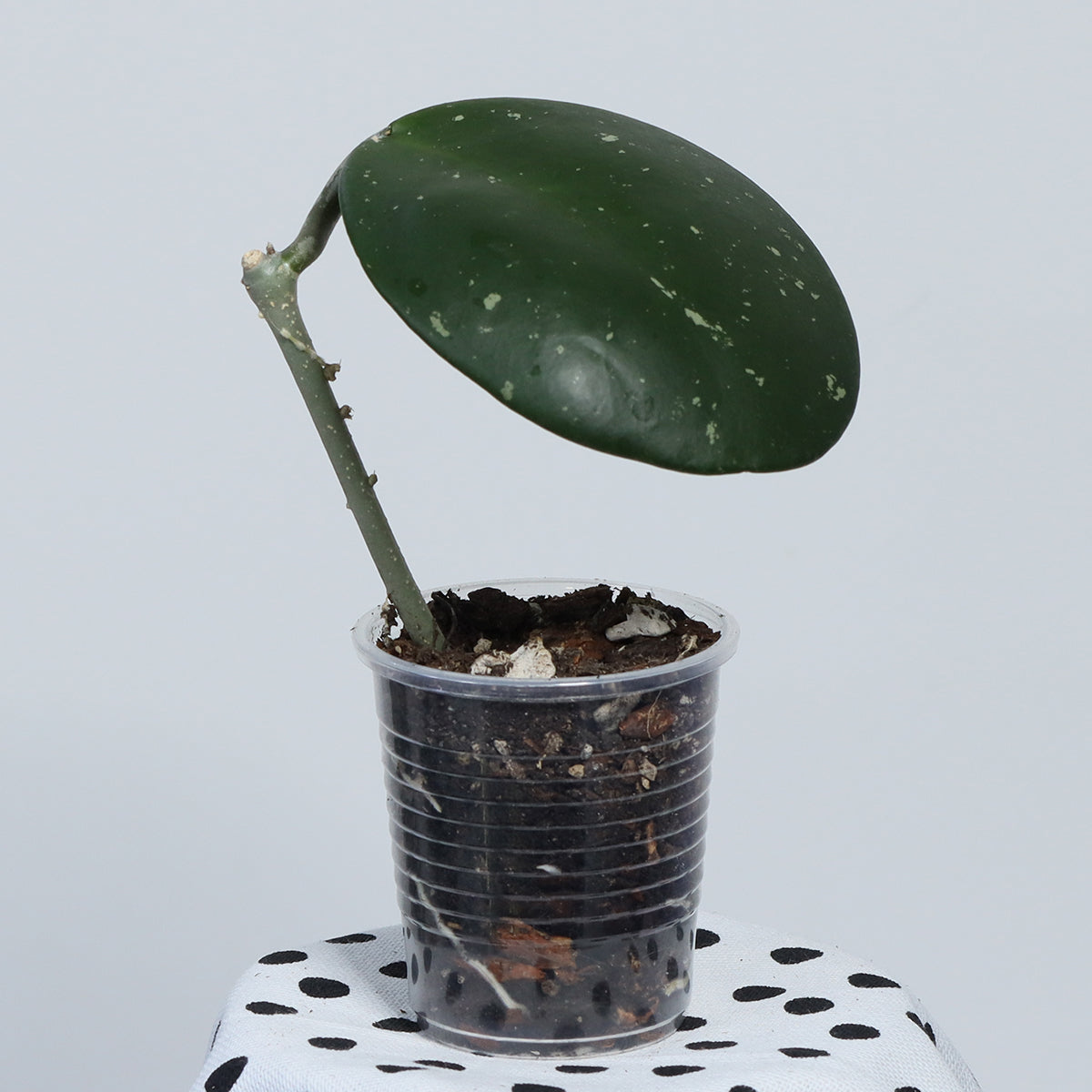 Hoya obovata