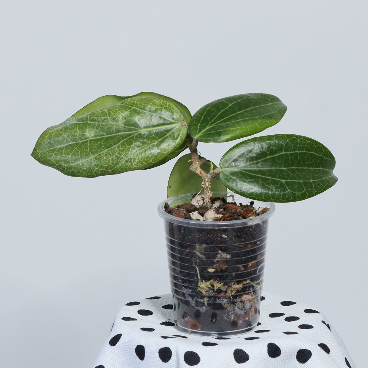 Hoya fitchii (CMF-08)