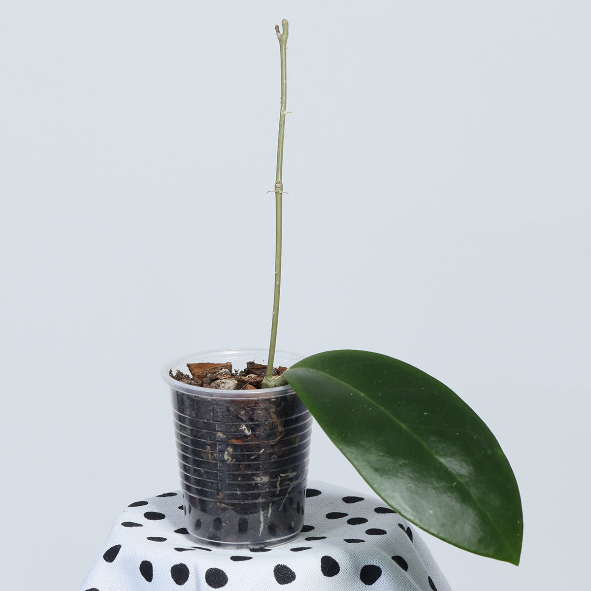 Hoya mindorensis (red star)