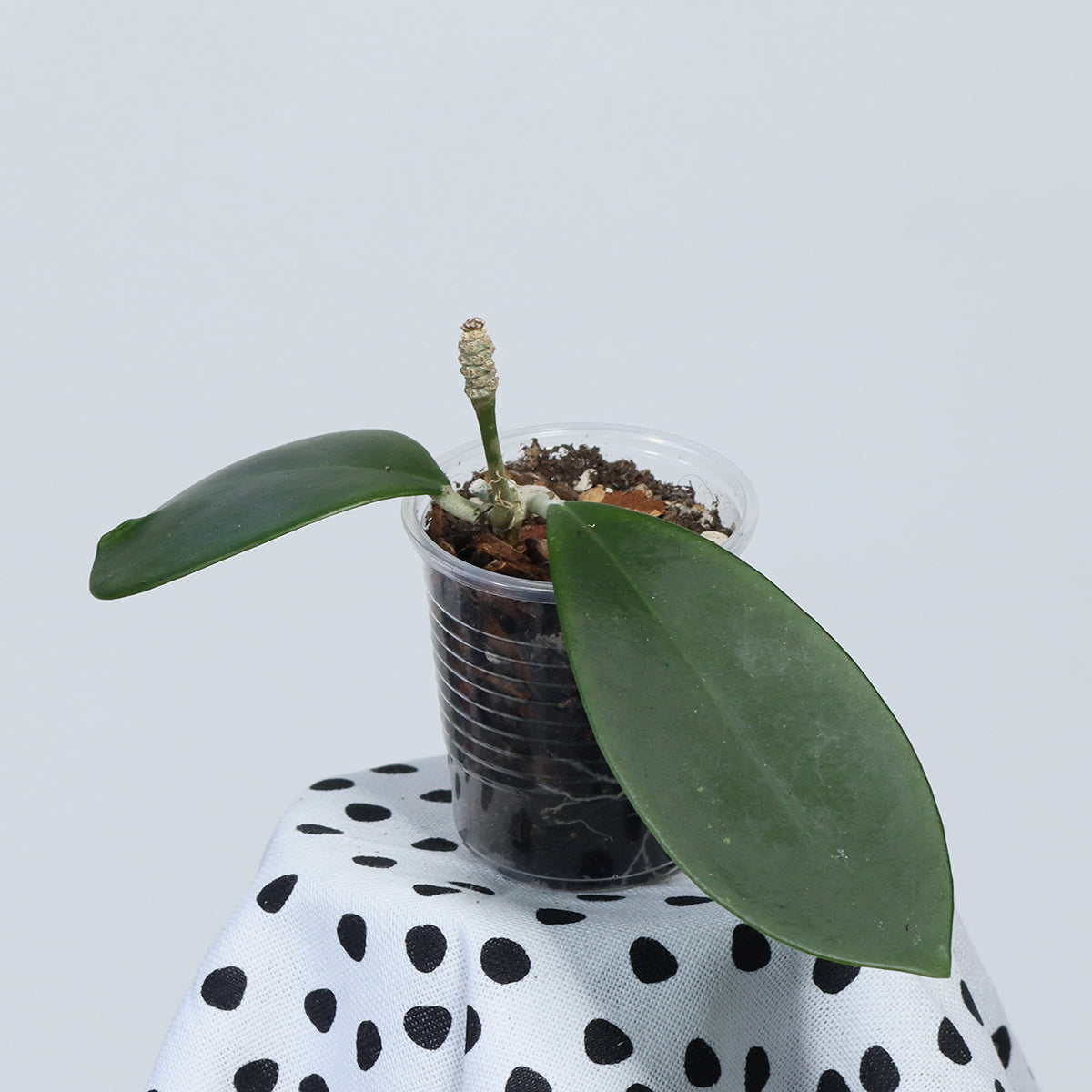 Hoya mindorensis (red star)