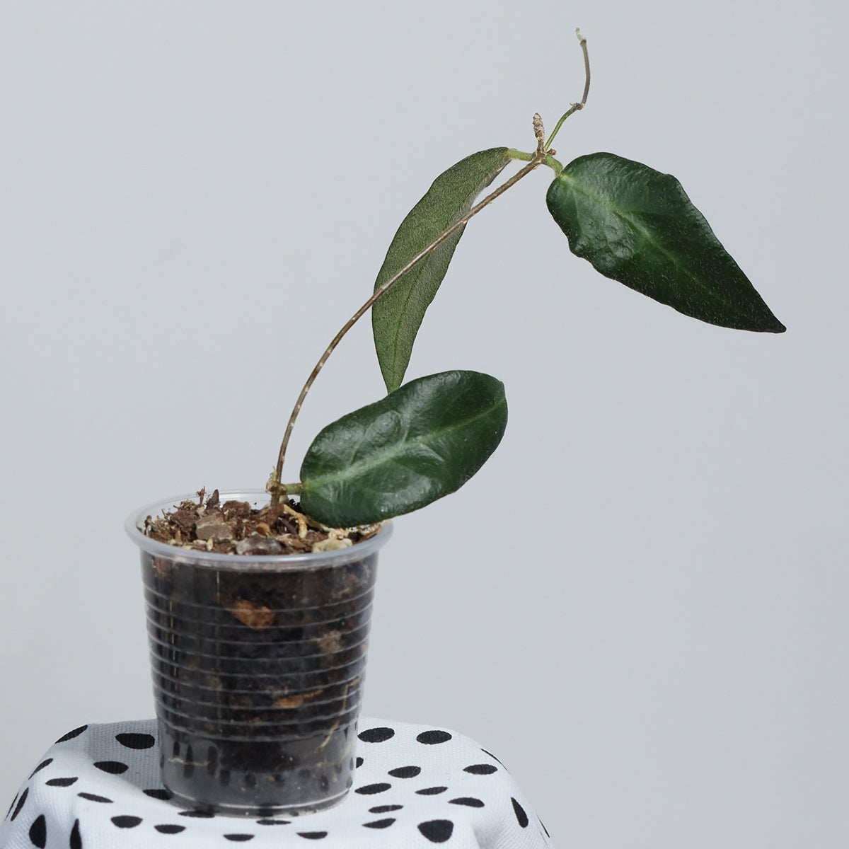 Hoya patella (IML-1096, pink)