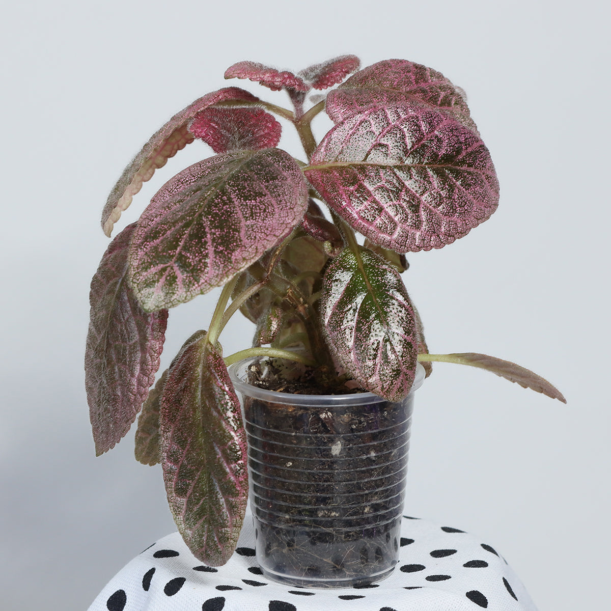 Episcia 'Jim´s Moody Rock'