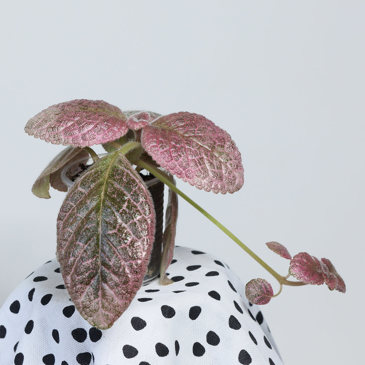 Episcia 'Jim´s Moody Rock'
