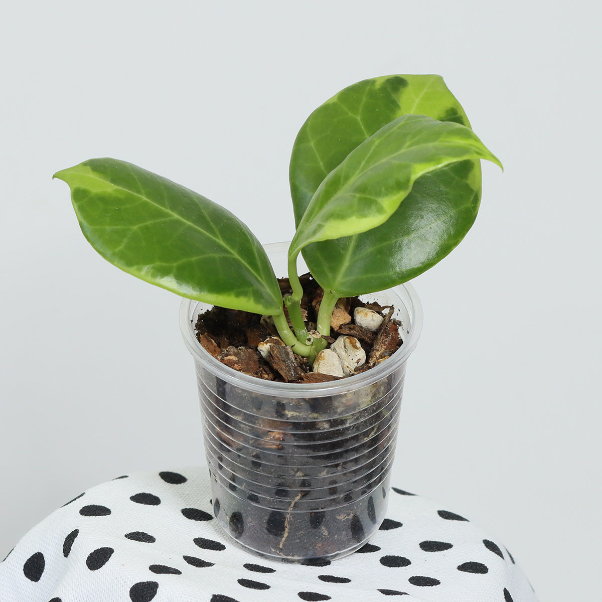 Hoya obscura (albomarginata)