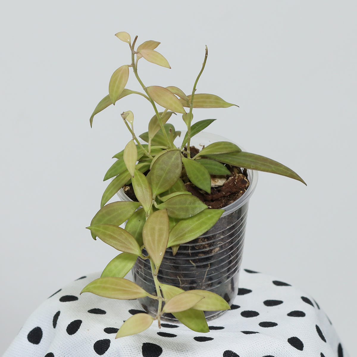Hoya sp. (NS12-323, New Guinea, "microdwarf")