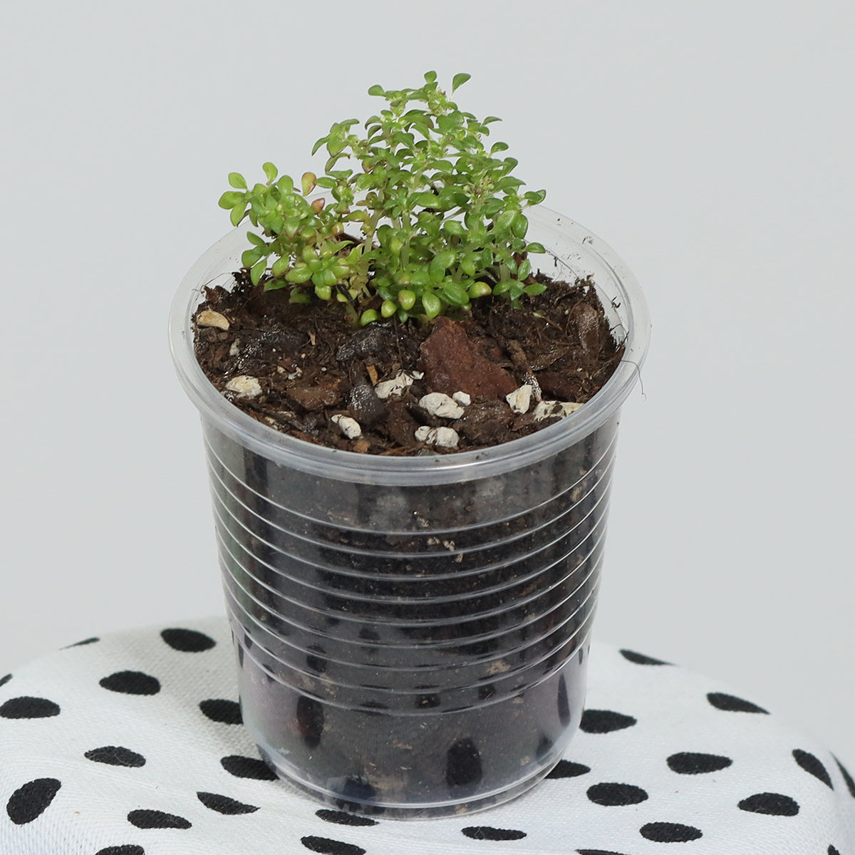 Pilea microphylla