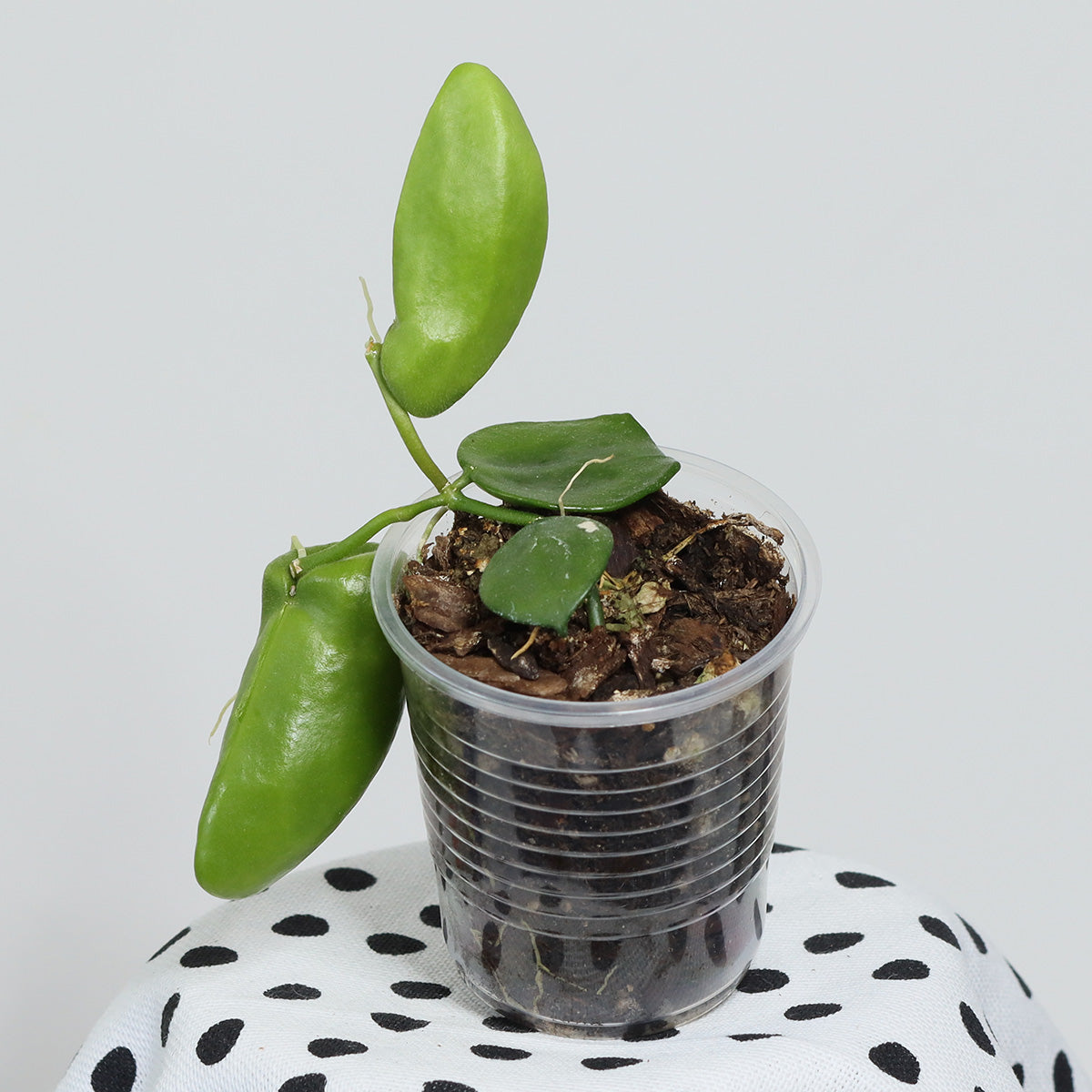 Dischidia major (Big Form)