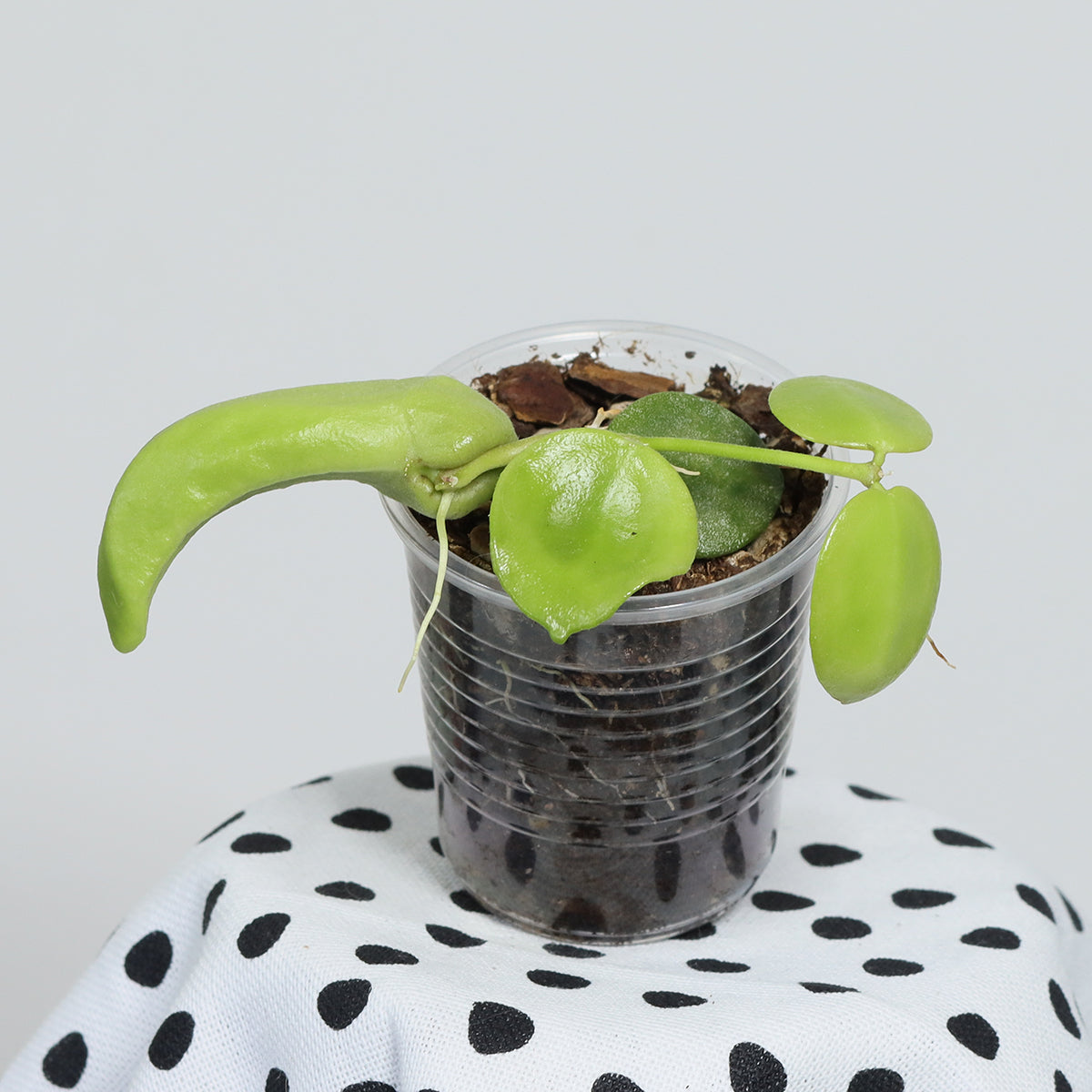 Dischidia major (Big Form)