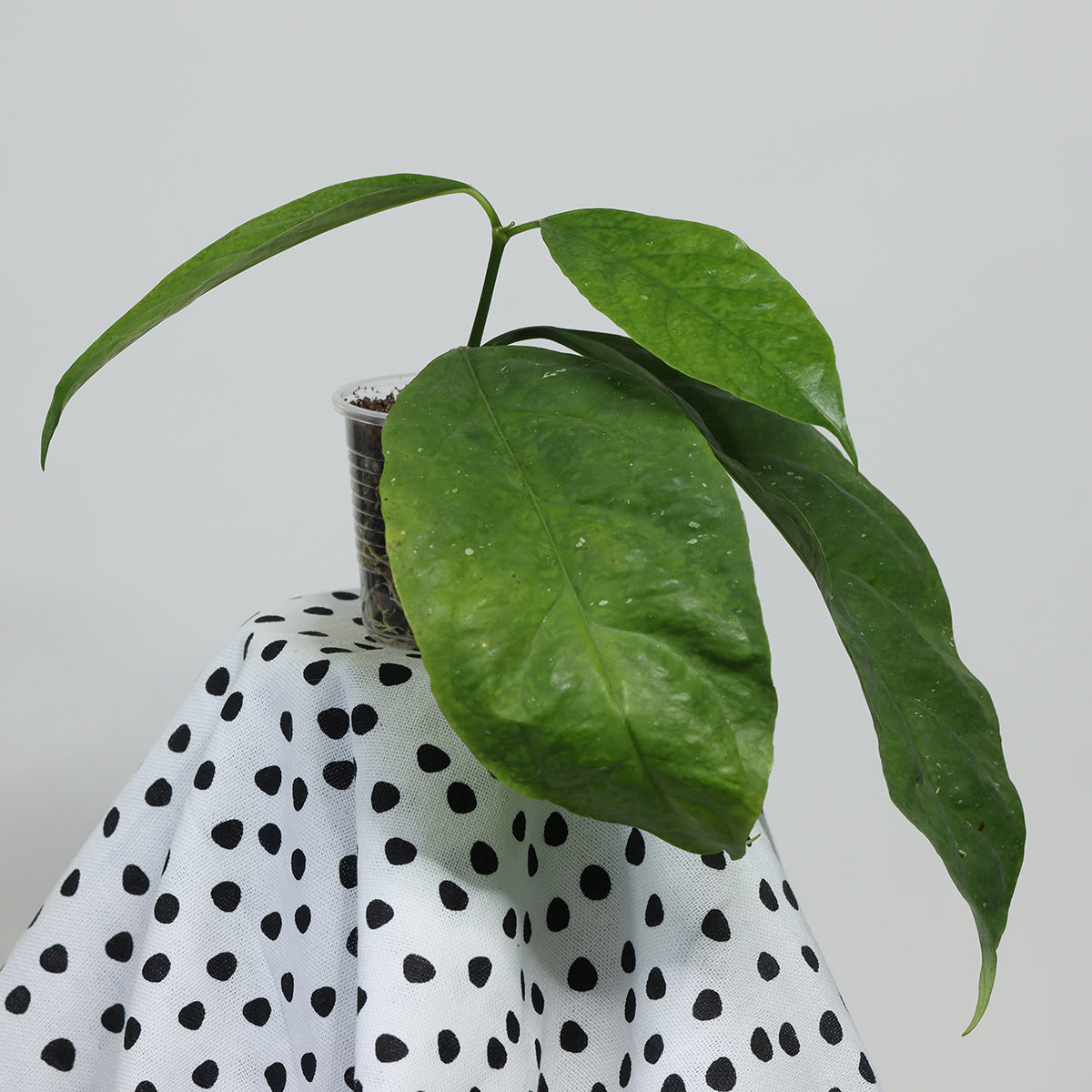 Hoya lasiantha (syn. praetorii)
