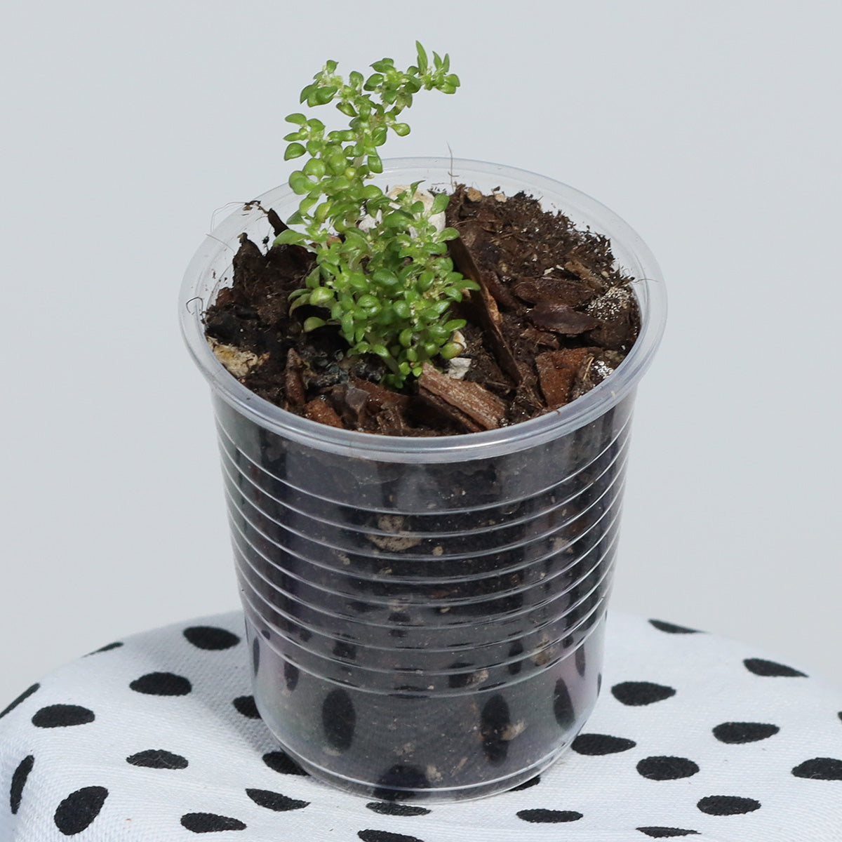 Pilea microphylla