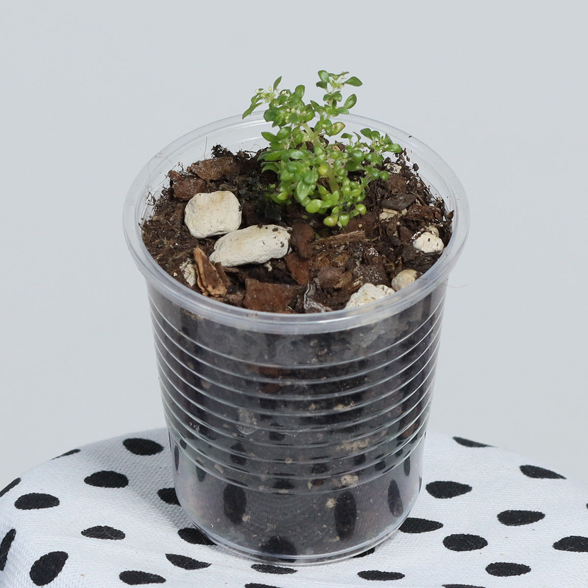 Pilea microphylla