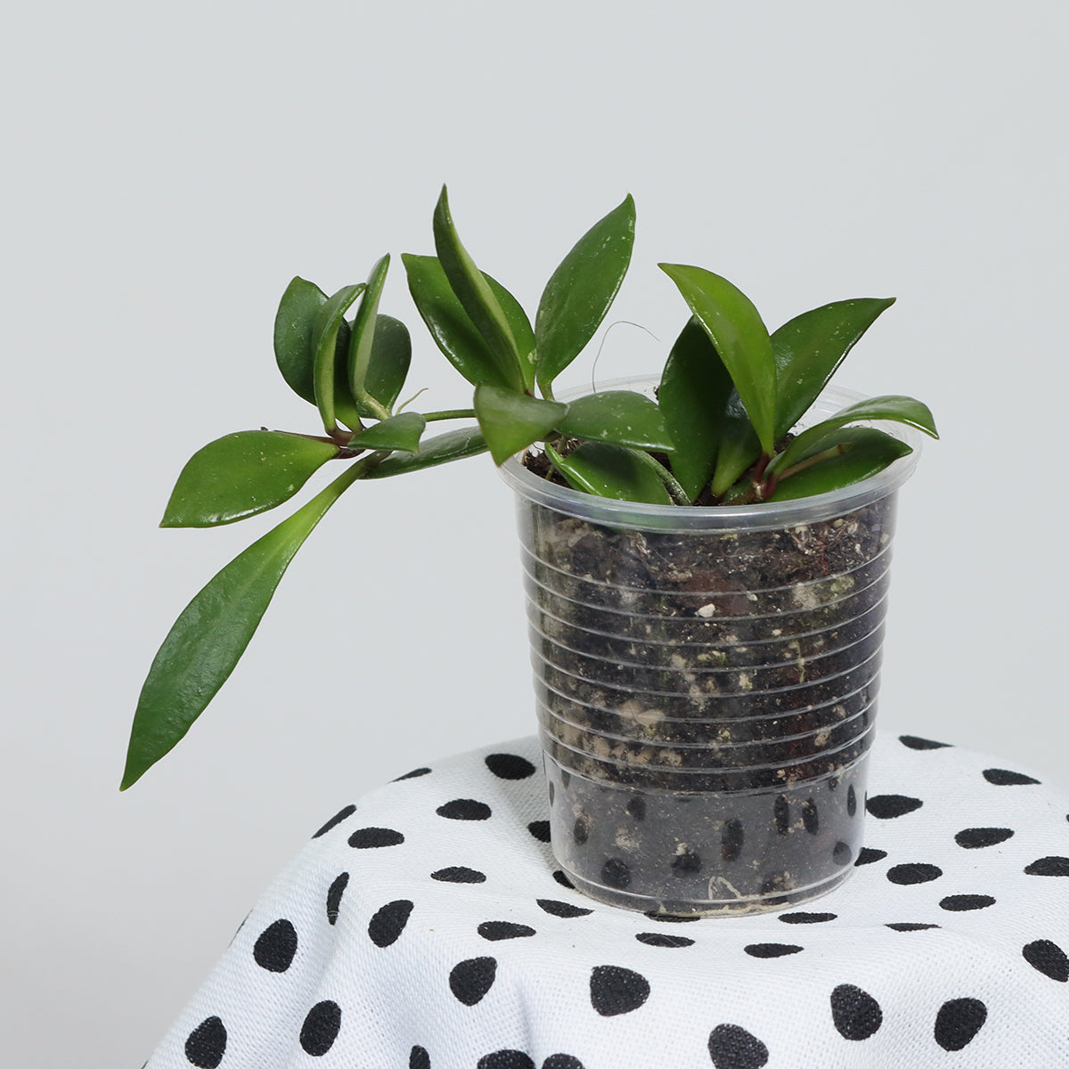 Hoya pubera (IML-968)