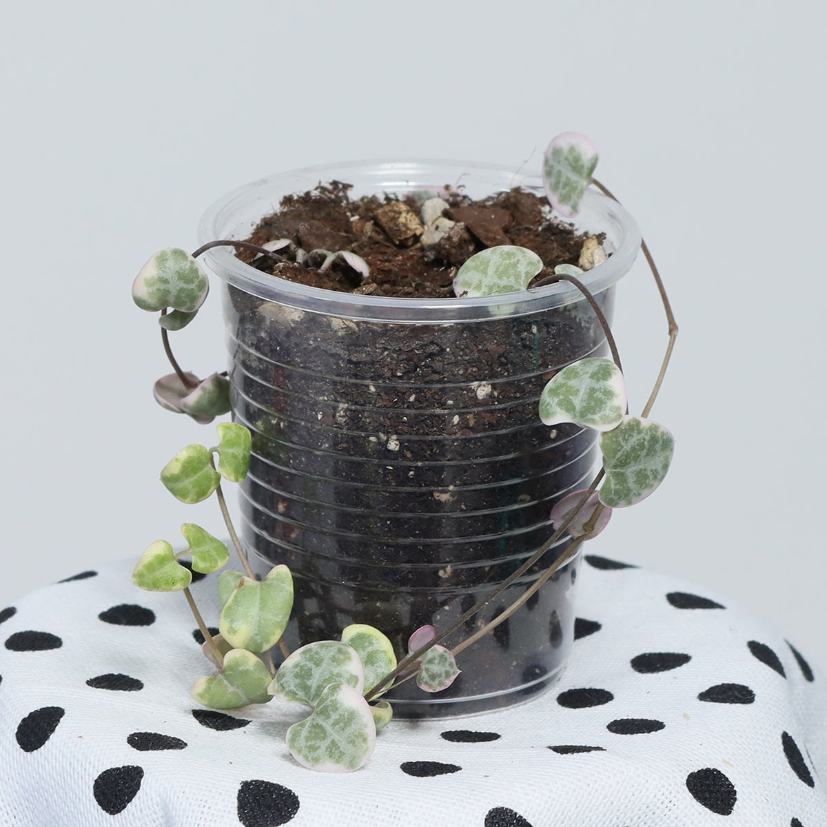 Ceropegia woodii (variegerad)