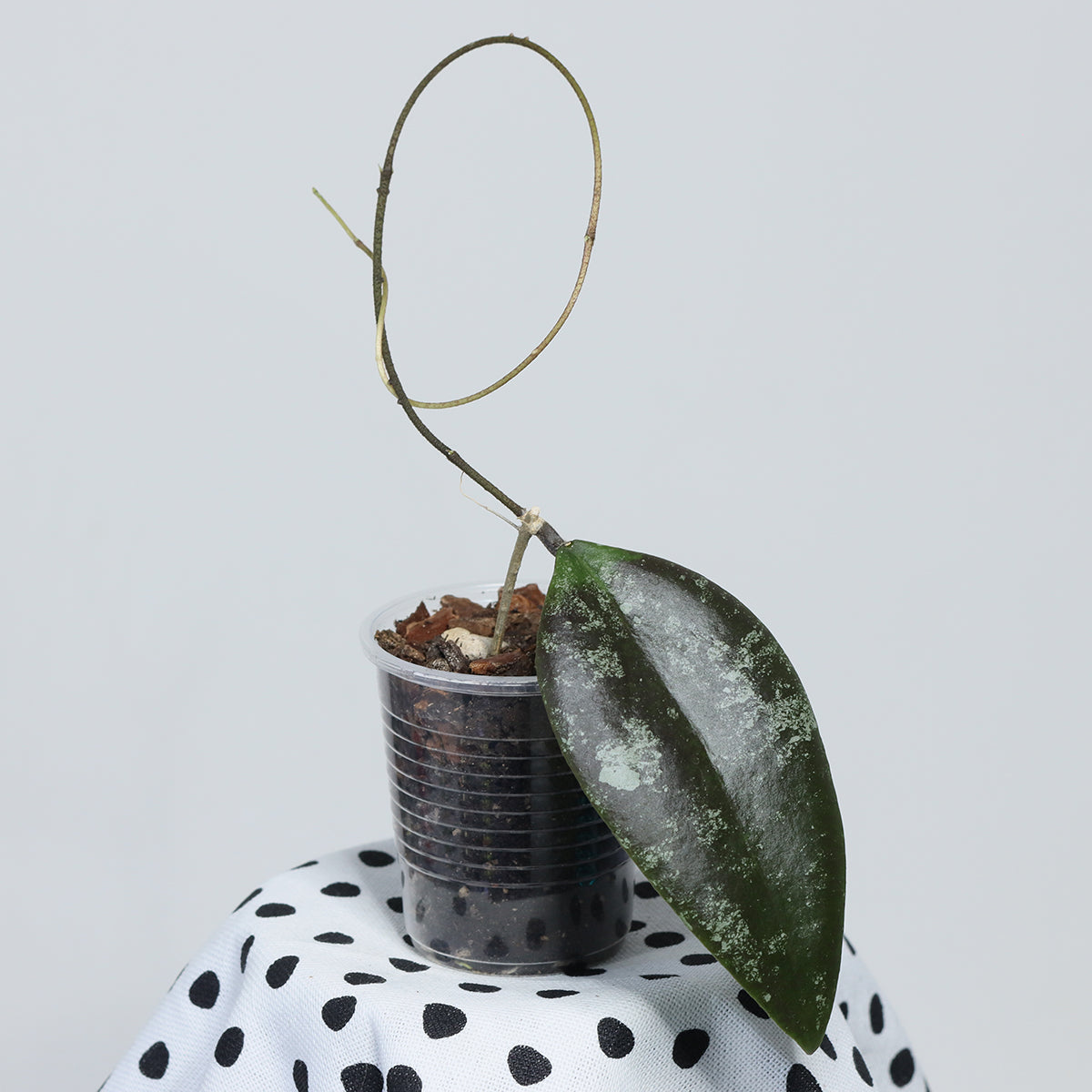Hoya towutiensis